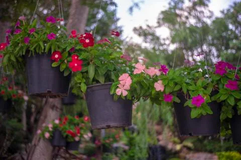 Flower pots Stock Photos
