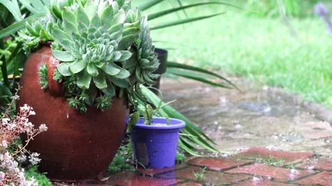 Flower pots in the rain Stock Footage 134678274