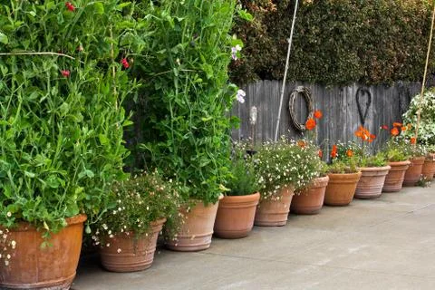 Flower Pots in a Row Stock-Fotos