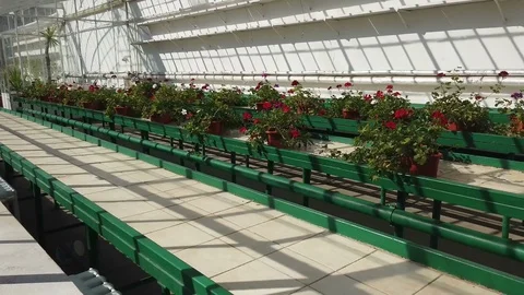 Flower pots on rows inside a greenhouse Video stock 127041104