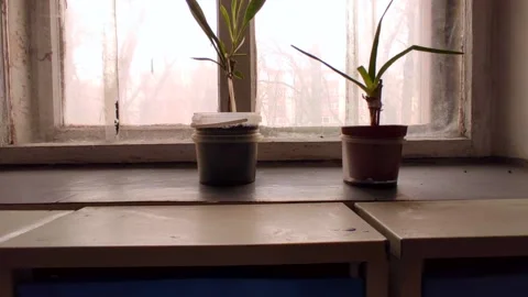 Flower pots on the window by the mailboxes Stock Footage 220901491