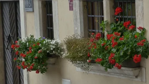 Flower Pots at Windows Stock Footage 69269418