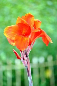 Flower power 库存照片