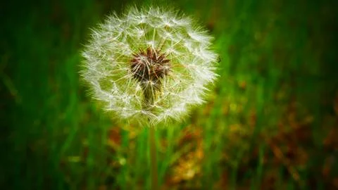 Flower Power Stock Photos
