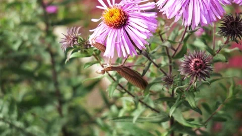 Flower praying mantis is catching insects for food Stock Footage 175374252