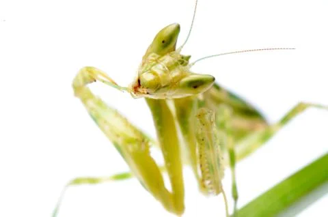 Flower praying mantis Foto stock