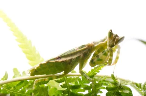 Flower praying mantis Stock Photos
