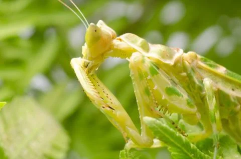 Flower praying mantis Stock Photos