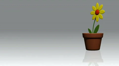 Flower presentation Stock Footage 780222