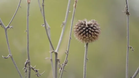 Flower of prickly plants Stock Footage 55632352