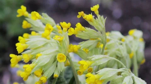 Flower of primula veris Stock-Footage 77872690