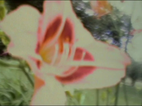 Flower Pulled Focus Stock Footage 135660257