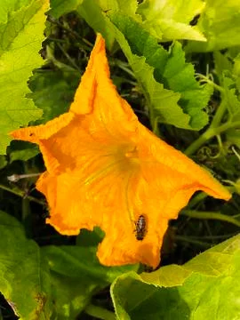 A flower of a pumpkin. Stock Photos