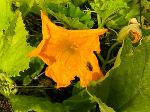 A flower of a pumpkin. Stock Photos