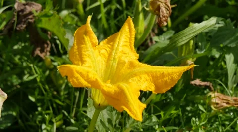 Flower of Pumpkin,4K Видео 42020339