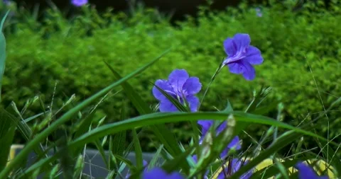 Flower purple blooming Stock Footage 274485071