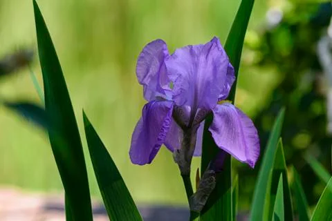 A flower of purple iris on a thin stem. Stock Photos