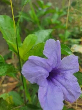 Flower purple nature Stock Photos