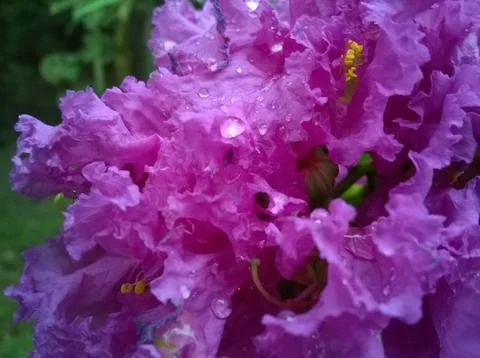 Flower purple Stock Photos