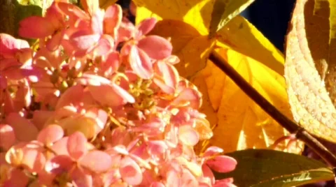 Flower rack.mp4 Stock Footage 334282