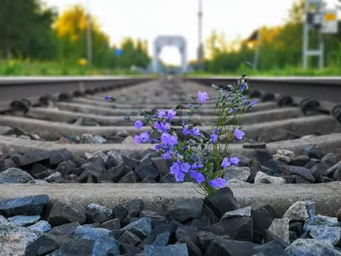 Flower by the railroads 2 Stock Photos