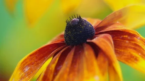 Flower in the rain 1 Stock Footage 93126729