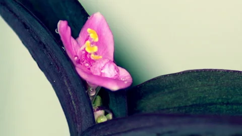 Flower in the rain 2 - 4K - ProRes Stock Footage 155228235