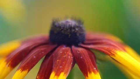 Flower in the rain 2 Stock Footage 93127136