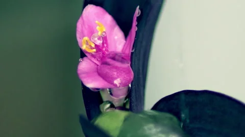 Flower in the rain - 4K - ProRes Stock Footage 155227077
