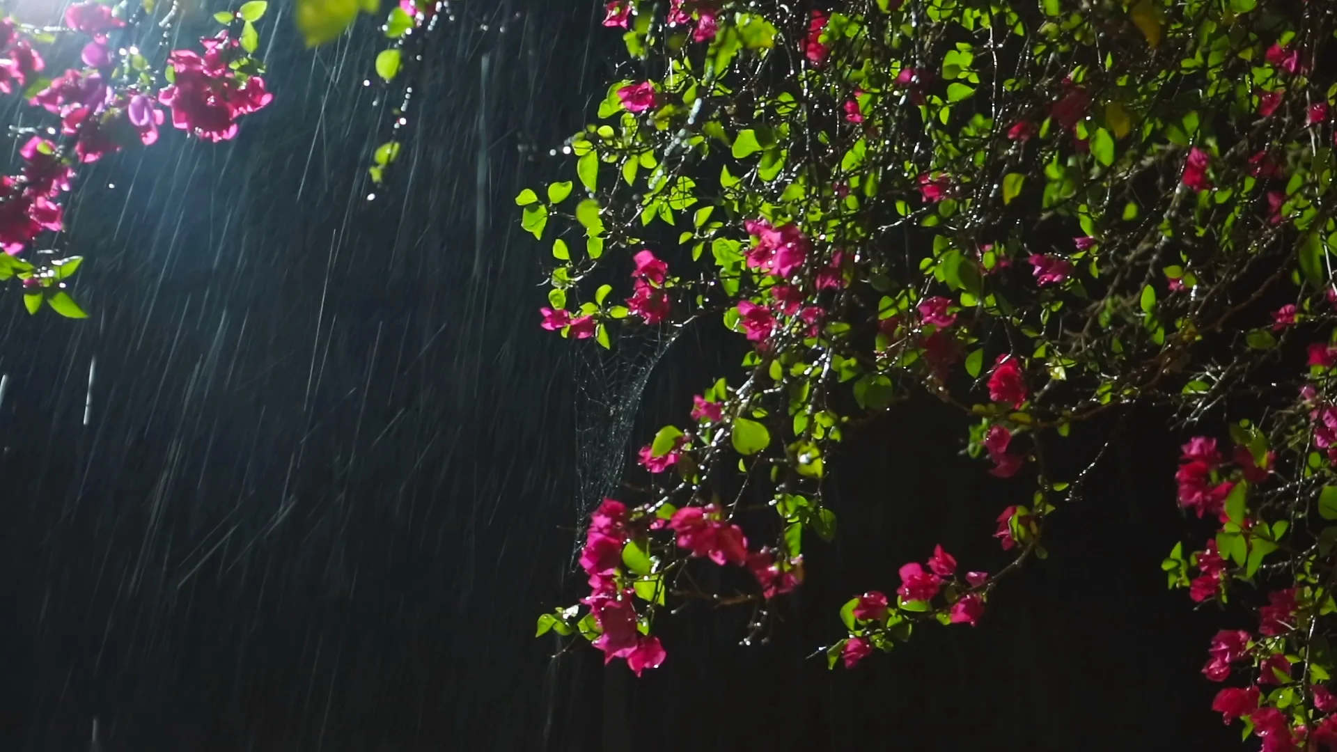 beautiful pictures of flowers in rain