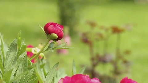 Flower with rain droplets Stock Footage 76019295