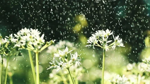 Flower in a rain drops, macro view of the flower. Nature reserve. Eco-friendly Video stock 103039913