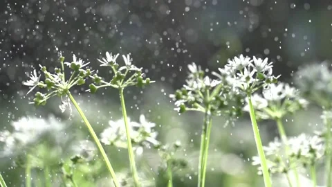 Flower in a rain drops, macro view of the flower, slow motion. Nature reserve. Stock Footage 144055123