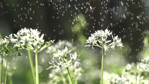 Flower in a rain drops, macro view of the flower. Nature reserve. Eco-friendly Stock Footage 144437644