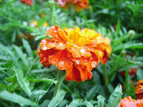 Flower with rain drops Stock Photos