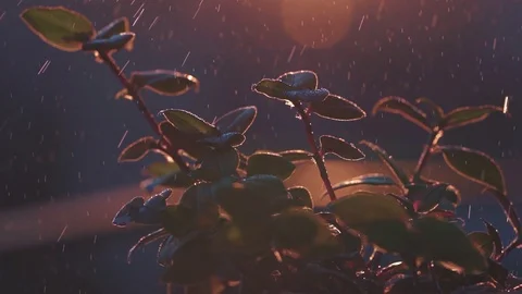 Flower With A Rain Drops At The Sunset Stock Footage 129459318