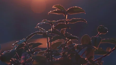 Flower With A Rain Drops At The Sunset Stock Footage 129460323