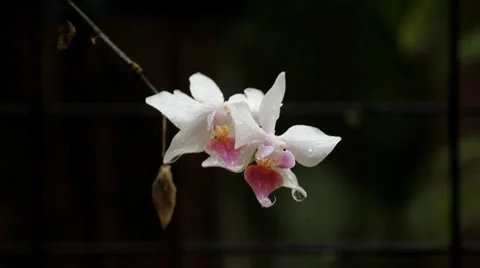 Flower In The Rain Stock Footage 7340644