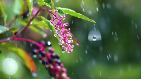 Flower in the Rain Video stock 27517286