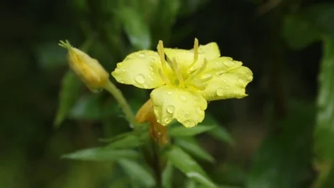 Flower in the rain 库存影片 79771922