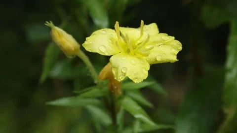 Flower in the Rain Video stock 79771953