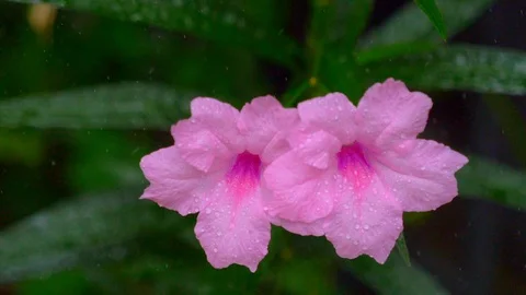 Flower in the rain 스톡 동영상 93678918