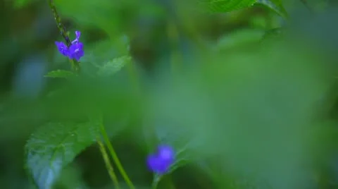 Flower in the rain forest Stock Footage 22292380