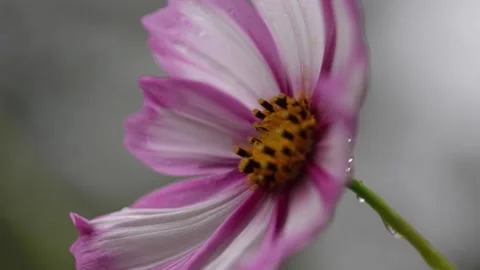 Flower-rain-nature-dareful - beutiful Stock Footage 219337045