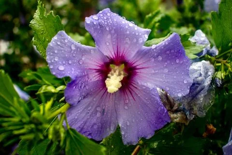 A Flower in the Rain Stock Photos