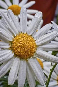 A flower in the rain. Foto stock