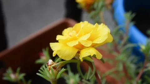 Flower in Rain (Video) Stock Footage 101438258