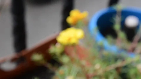 Flower in Rain (Video) Stock Footage 101438324