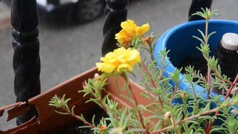 Flower in Rain (Video) Stock Footage 101438337