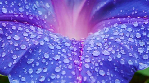 Flower Raindrops Stock Footage 35275329